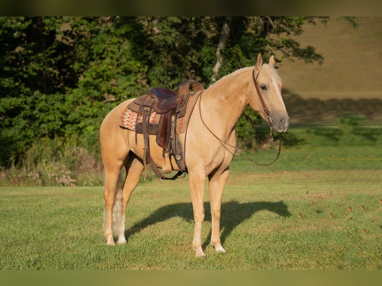 Quarter horse américain Hongre 5 Ans 157 cm Palomino in Middletown OH