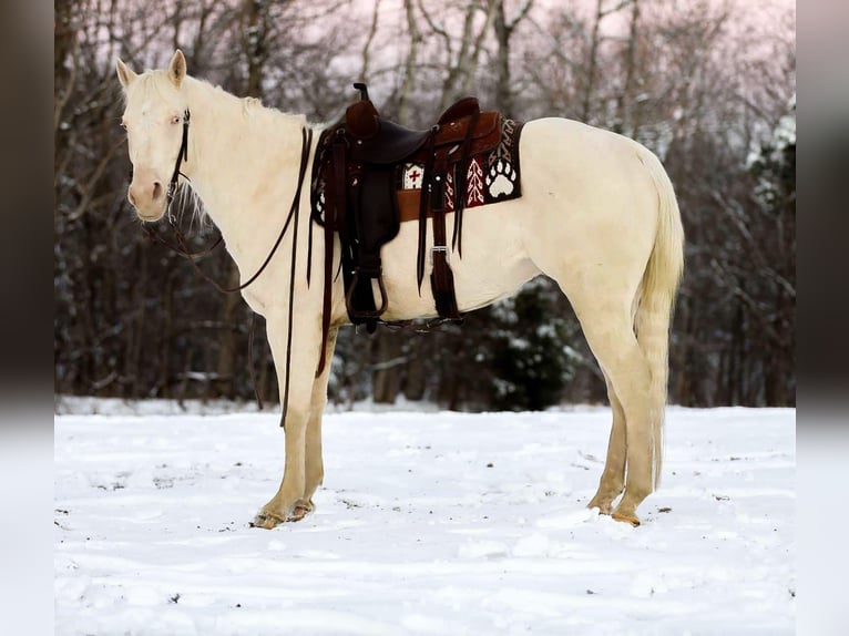 Quarter horse américain Hongre 5 Ans 157 cm Perlino in Santa Fe TN