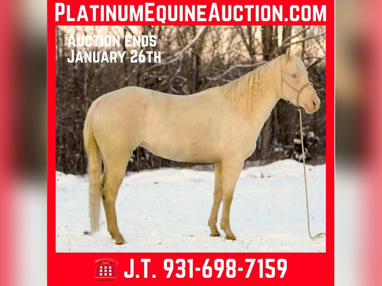 Quarter horse américain Hongre 5 Ans 157 cm Perlino in Santa Fe TN