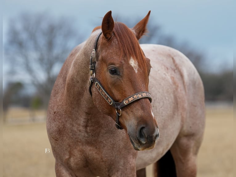 Quarter horse américain Hongre 5 Ans 157 cm Rouan Rouge in Terrell
