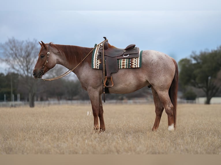 Quarter horse américain Hongre 5 Ans 157 cm Rouan Rouge in Terrell