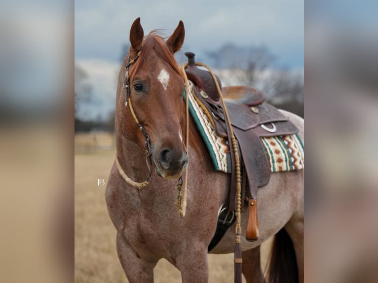 Quarter horse américain Hongre 5 Ans 157 cm Rouan Rouge in Terrell