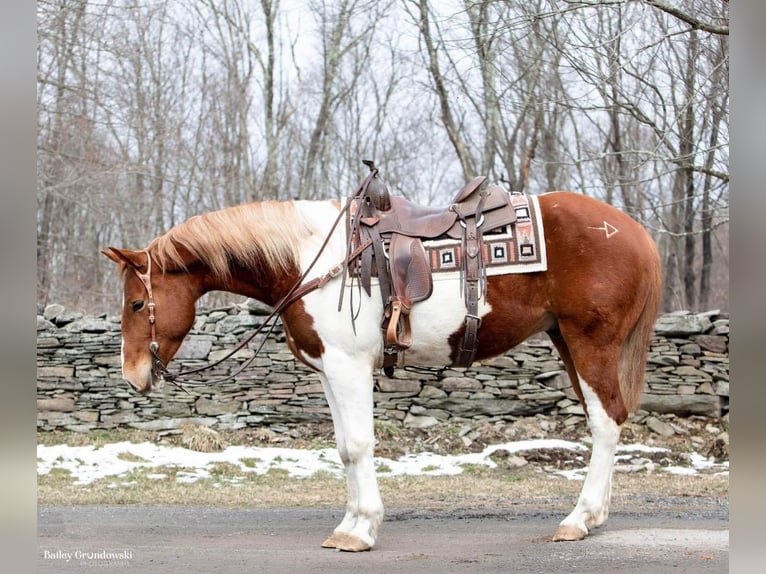 Quarter horse américain Hongre 5 Ans 157 cm Tobiano-toutes couleurs in Everette PA
