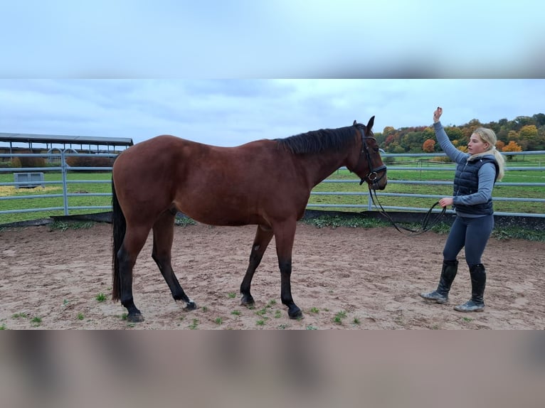 Quarter horse américain Hongre 5 Ans 158 cm Bai brun in Auengrund OT Crock