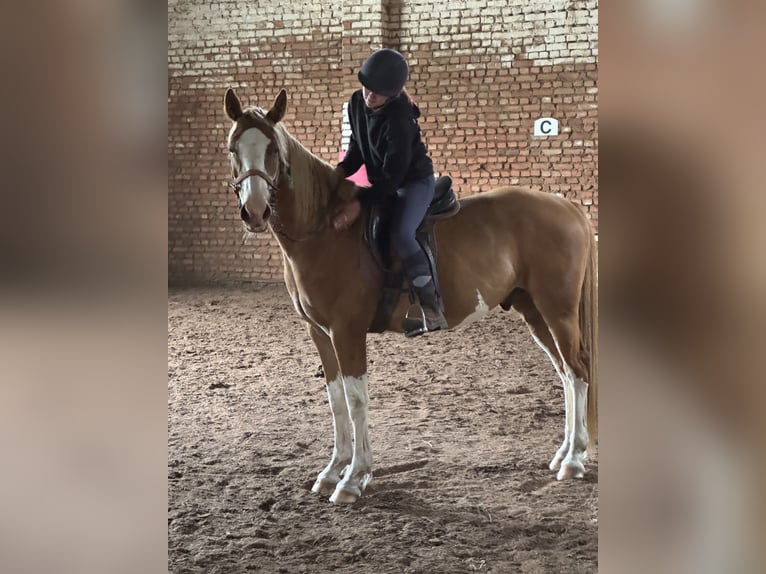 Quarter horse américain Croisé Hongre 5 Ans 158 cm Pinto in FernaKaltohnfeld