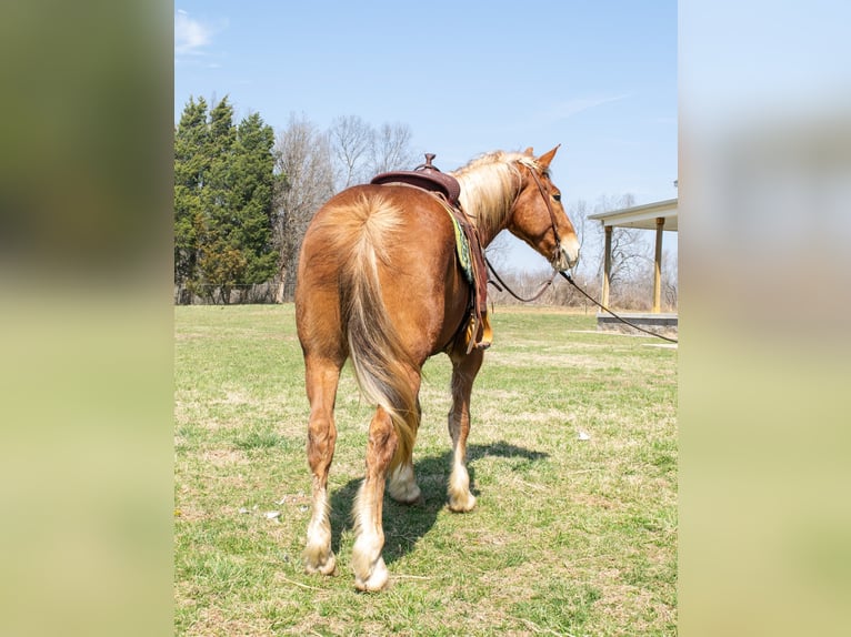 Quarter horse américain Hongre 5 Ans 160 cm Alezan brûlé in Greenville KY