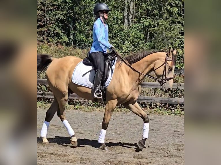 Quarter horse américain Hongre 5 Ans 160 cm Buckskin in Jeffersonton
