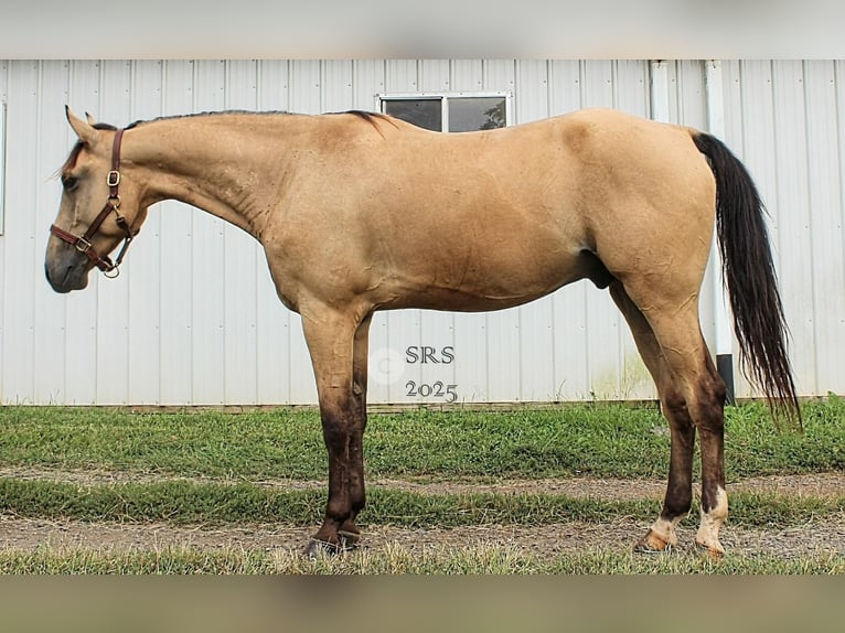 Quarter horse américain Hongre 5 Ans 160 cm Buckskin in Jeffersonton