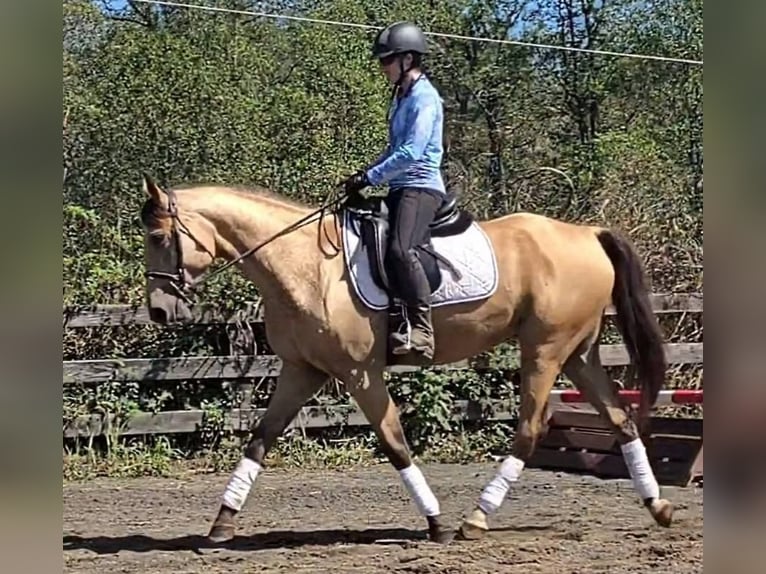 Quarter horse américain Hongre 5 Ans 160 cm Buckskin in Jeffersonton