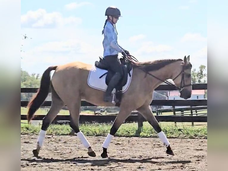 Quarter horse américain Hongre 5 Ans 160 cm Buckskin in Jeffersonton