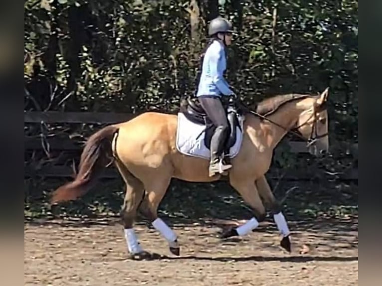 Quarter horse américain Hongre 5 Ans 160 cm Buckskin in Jeffersonton