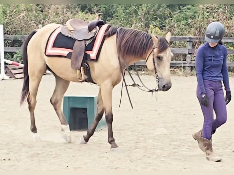 Quarter horse américain Hongre 5 Ans 160 cm Buckskin in Jeffersonton
