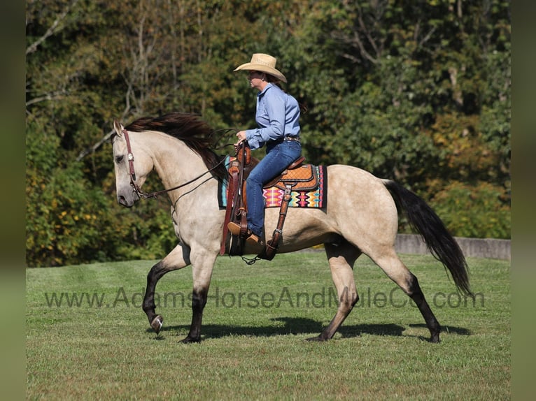 Quarter horse américain Hongre 5 Ans 160 cm Buckskin in Mount Vernon