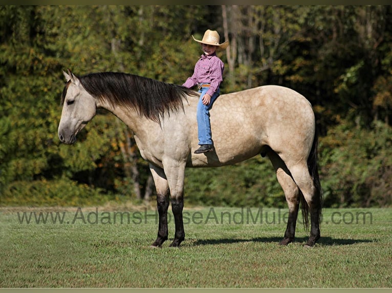 Quarter horse américain Hongre 5 Ans 160 cm Buckskin in Mount Vernon