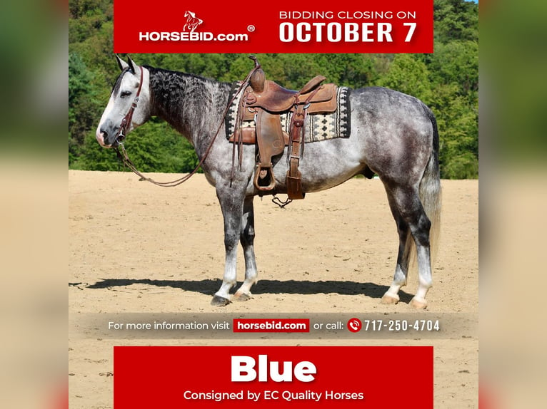 Quarter horse américain Hongre 5 Ans 160 cm Gris in Beaver Springs, PA