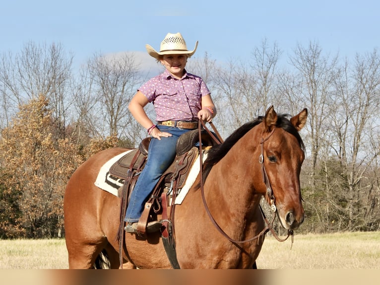 Quarter horse américain Hongre 5 Ans 160 cm Isabelle in Crab Orchard