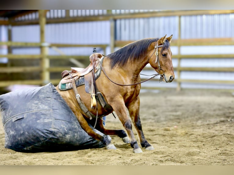 Quarter horse américain Hongre 5 Ans 160 cm Isabelle in Crab Orchard