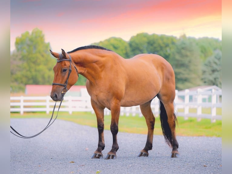 Quarter horse américain Croisé Hongre 5 Ans 160 cm Isabelle in Narvon, PA