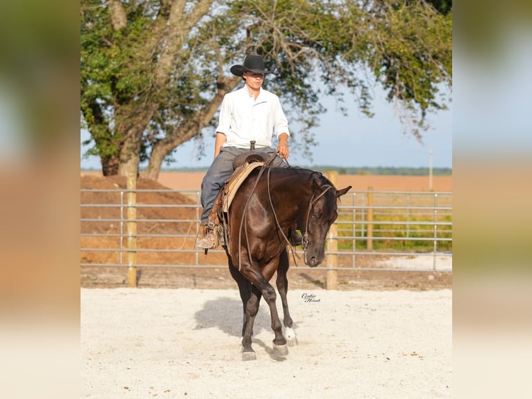 Quarter horse américain Hongre 5 Ans 160 cm Noir in Independence