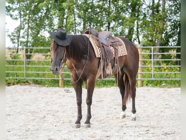 Quarter horse américain Hongre 5 Ans 160 cm Noir in Independence
