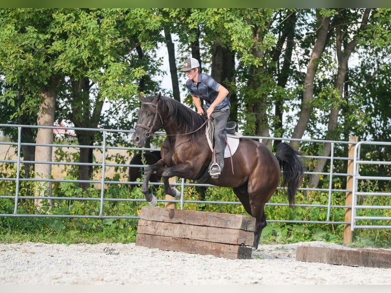 Quarter horse américain Hongre 5 Ans 160 cm Noir in Independence