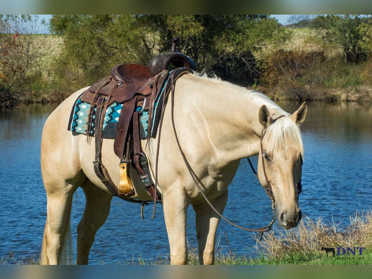 Quarter horse américain Hongre 5 Ans 160 cm Palomino in Henderson