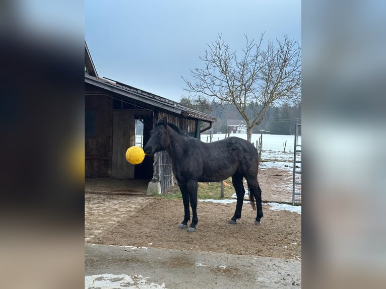 Quarter horse américain Hongre 5 Ans 160 cm Rouan bleu in Abtsgmünd