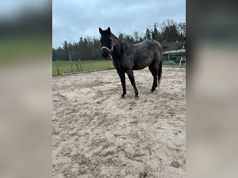 Quarter horse américain Hongre 5 Ans 160 cm Rouan bleu in Abtsgmünd