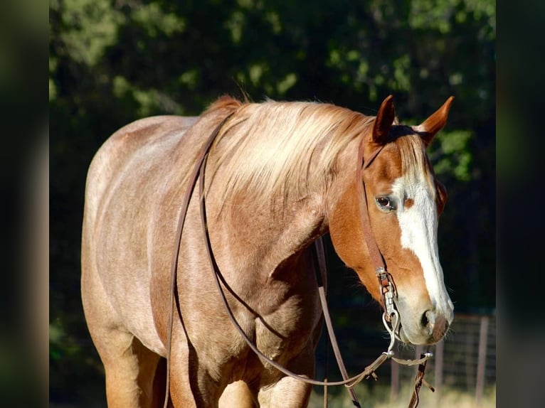 Quarter horse américain Hongre 5 Ans 160 cm Rouan Rouge in Overgaard, AZ