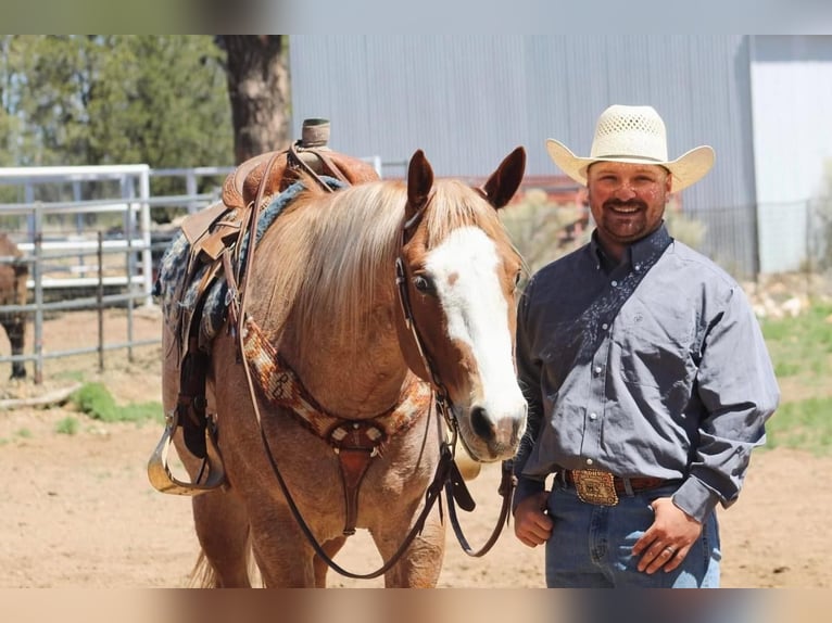 Quarter horse américain Hongre 5 Ans 160 cm Rouan Rouge in Overgaard, AZ
