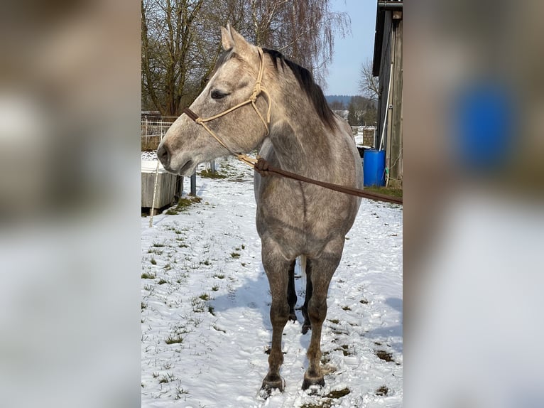 Quarter horse américain Hongre 5 Ans 162 cm Gris in Kirchhain
