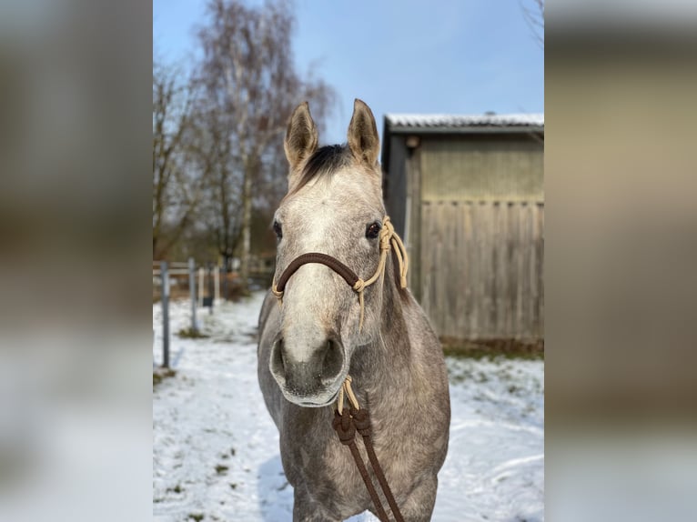 Quarter horse américain Hongre 5 Ans 162 cm Gris in Kirchhain