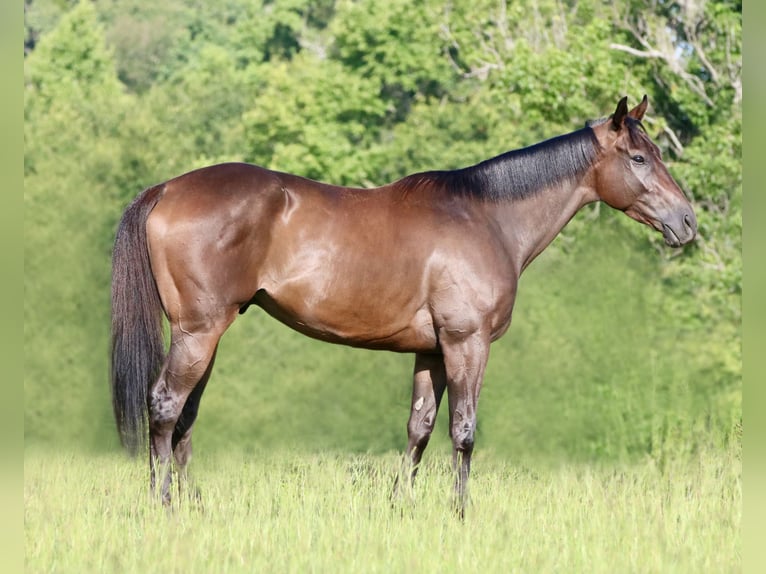Quarter horse américain Croisé Hongre 5 Ans 163 cm Bai cerise in Athens, TX