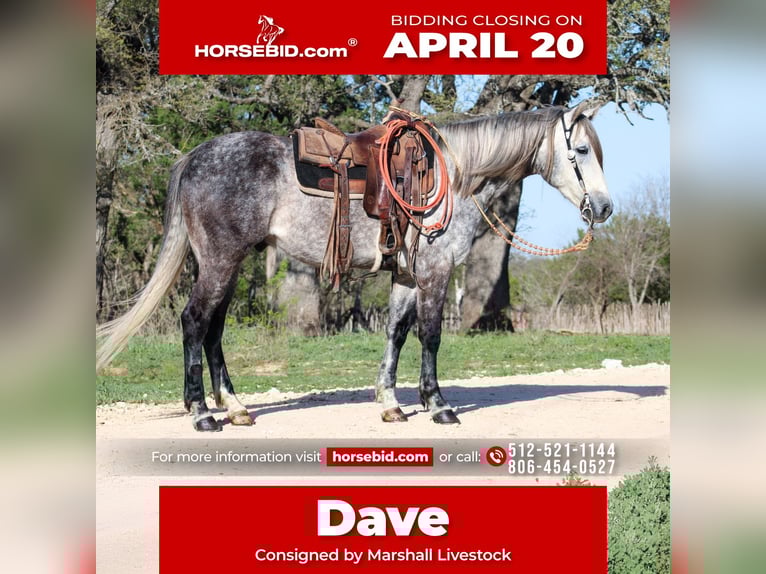 Quarter horse américain Hongre 5 Ans 163 cm Gris in Buckholts