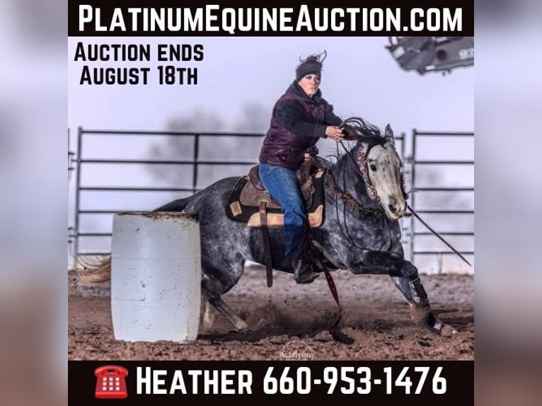 Quarter horse américain Hongre 5 Ans 163 cm Gris in Princeton MO