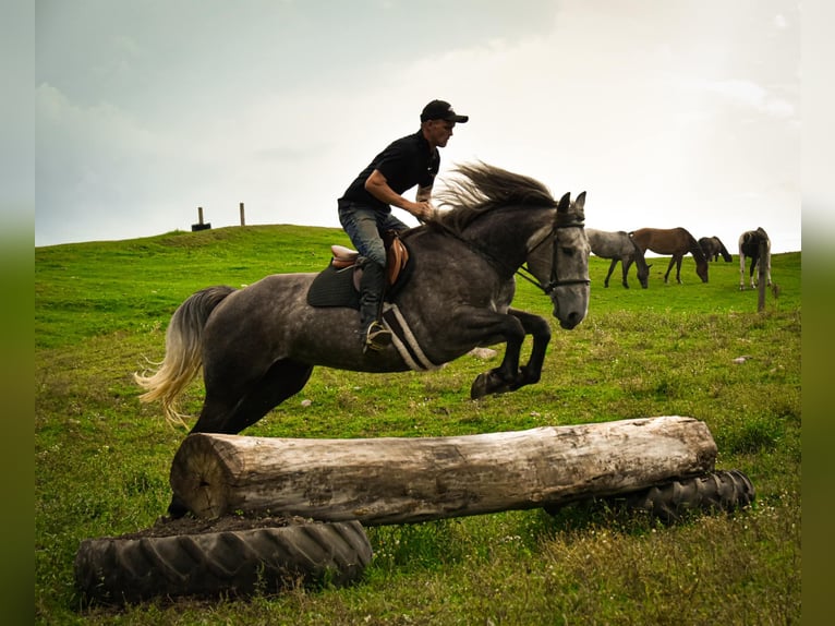 Quarter horse américain Hongre 5 Ans 163 cm Gris in Warsaw KY