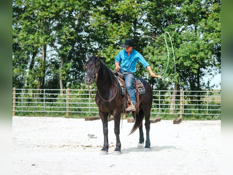 Quarter horse américain Hongre 5 Ans 163 cm Noir in Independence IA