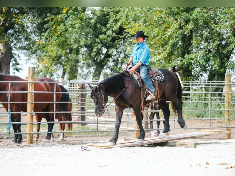 Quarter horse américain Hongre 5 Ans 163 cm Noir in Independence IA