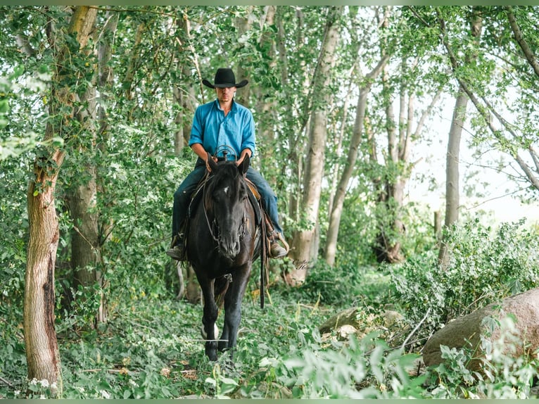 Quarter horse américain Hongre 5 Ans 163 cm Noir in Independence IA