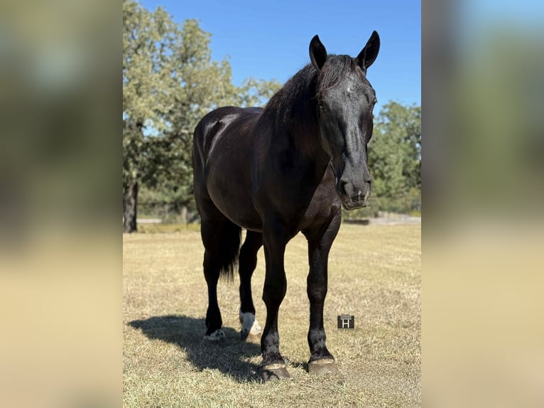 Quarter horse américain Hongre 5 Ans 163 cm Noir in Jacksboro TX