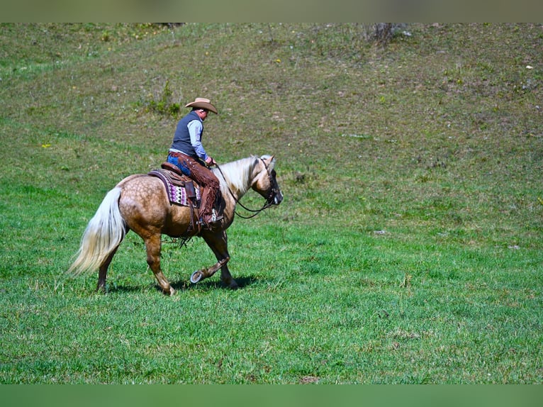 Quarter horse américain Hongre 5 Ans 163 cm Palomino in Wooster OH