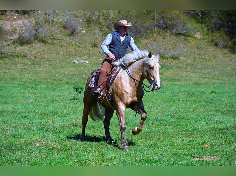 Quarter horse américain Hongre 5 Ans 163 cm Palomino in Wooster OH