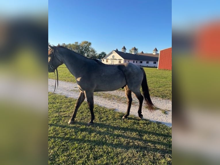 Quarter horse américain Hongre 5 Ans 163 cm Rouan Bleu in Springfield MO