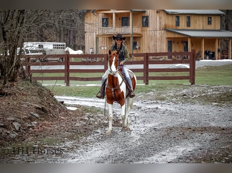 Quarter horse américain Hongre 5 Ans 163 cm Tobiano-toutes couleurs in Flemingsburg, Ky