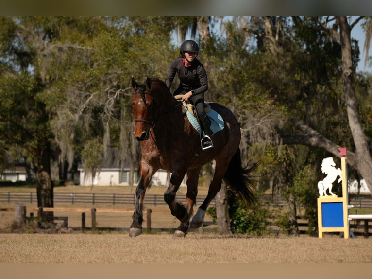 Quarter horse américain Croisé Hongre 5 Ans 163 cm  in Fresno