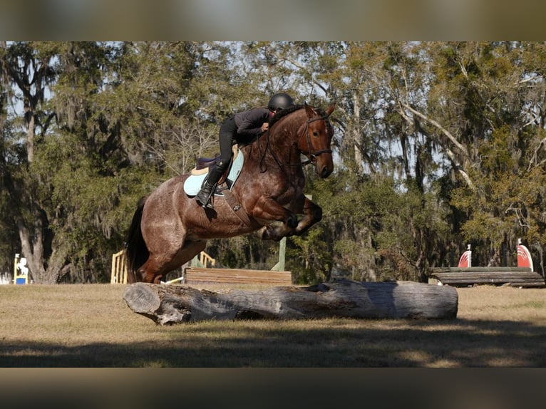 Quarter horse américain Croisé Hongre 5 Ans 163 cm  in Fresno