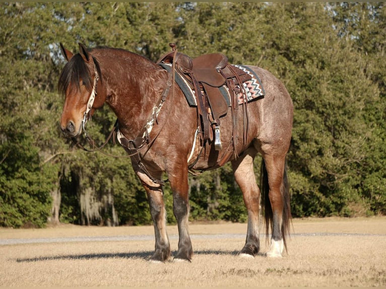 Quarter horse américain Croisé Hongre 5 Ans 163 cm  in Fresno