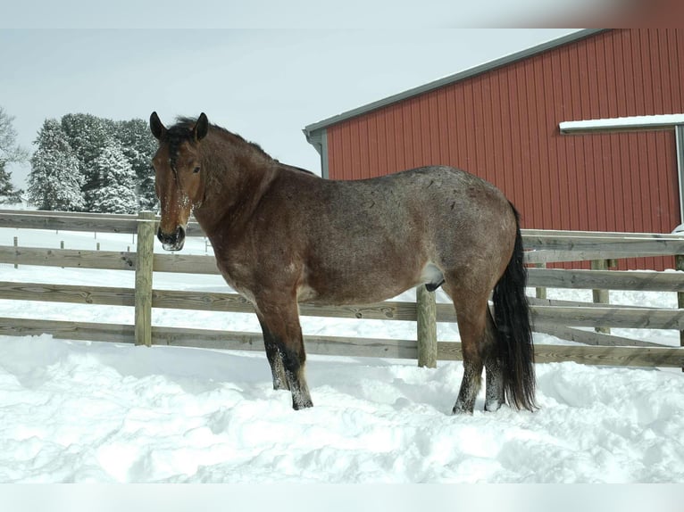 Quarter horse américain Croisé Hongre 5 Ans 163 cm  in Fresno