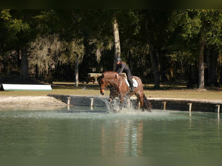 Quarter horse américain Croisé Hongre 5 Ans 163 cm  in Fresno