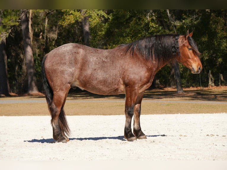Quarter horse américain Croisé Hongre 5 Ans 163 cm  in Fresno